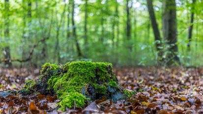 Bestattungsinstitut Dohrmann in Halstenbek Bestattungsarten Waldbestattung Baum