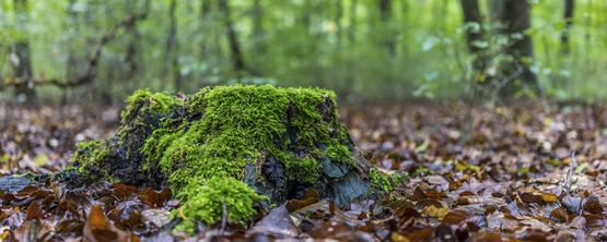 Bestattungsinstitut Dohrmann in Halstenbek Bestattungsarten Waldbestattung